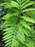 Sensitive Fern Bare Root Plants – 3 Native Perennials for Shade, Moist Woodland Gardens, Onoclea sensibilis