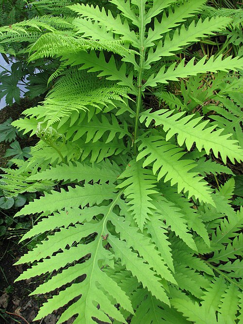 Sensitive Fern Bare Root Plants – 3 Native Perennials for Shade, Moist Woodland Gardens, Onoclea sensibilis
