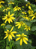 Rudbeckia laciniata ampla Seeds – Cutleaf Coneflower, Tall Native Wildflower, Pollinator-Friendly (50 Seeds)