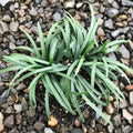 15 Mondo Grass Bare Root Plants – Evergreen Perennial Ground Cover for Landscaping, Borders & Lawns