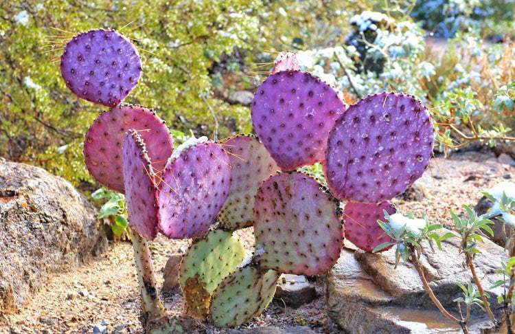 Santa Rita Purple Prickly Pear Cactus Pad | Opuntia violacea | Rare Colorful Succulent | Easy to Root & Grow