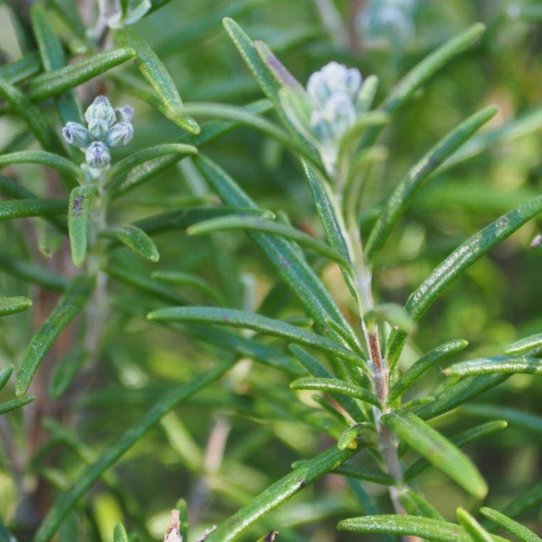 Organic Rosemary Cuttings 12 Pack | Live Herb Starter | Salvia rosmarinus | Culinary, Medicinal, Aromatic, Easy Propagation