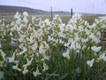 Oxytropis sericea Seeds – Silky Locoweed Native Perennial Legume Drought-Tolerant Wildflower for Prairie Restoration (25 Seeds)