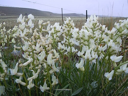 Oxytropis sericea Seeds – Silky Locoweed Native Perennial Legume Drought-Tolerant Wildflower for Prairie Restoration (25 Seeds)