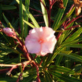 Rare Oleander Cuttings – ‘Mrs. Roeding’ Pink Double Blooms, Nerium oleander, Propagation, Rooting, Grafting, Heirloom Variety