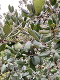 4 Pineapple Guava Cuttings – Feijoa sellowiana Live Unrooted Stems for Edible Landscaping