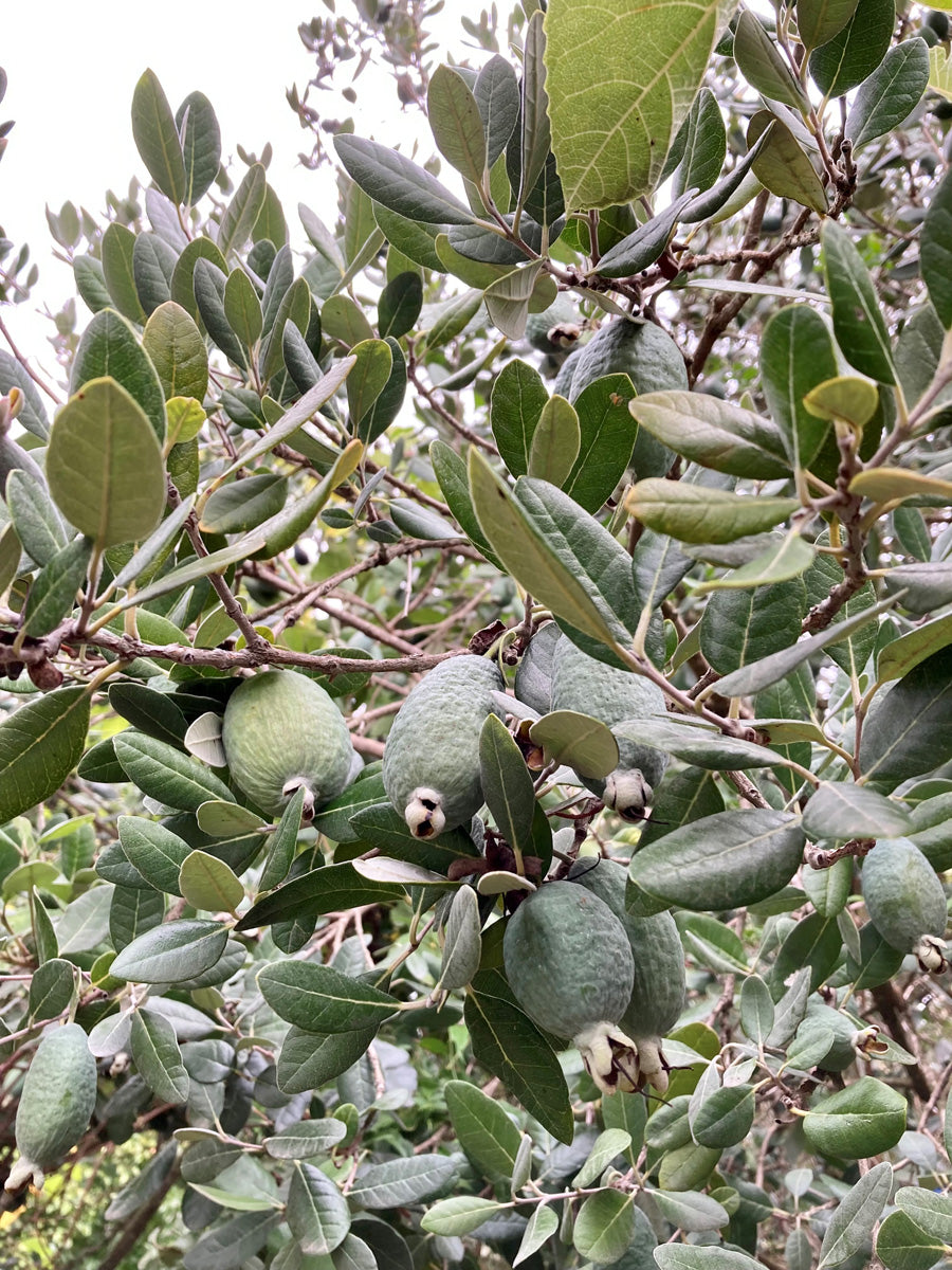 4 Pineapple Guava Cuttings – Feijoa sellowiana Live Unrooted Stems for Edible Landscaping