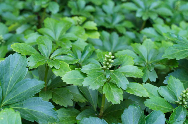 25 Live Pachysandra Terminalis Plants - Japanese Spurge Ground Cover, Shade Loving, Fast Spreading, Bare Root, Evergreen, Zone 4-9
