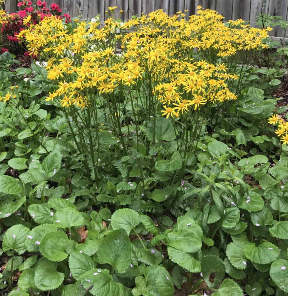 Packera aurea Seeds 100, Golden Ragwort Native Perennial Wildflower, Yellow Blooms, Shade & Pollinator Plant