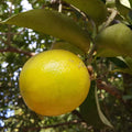 Palestine Sweet Lemon Cuttings 6-8 Inch Unrooted Citrus limetta for Grafting Organic Fresh Propagation