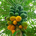 Red Lady Papaya Plant – Dwarf Self-Fertile Tropical Fruit Tree – Live Starter Plant