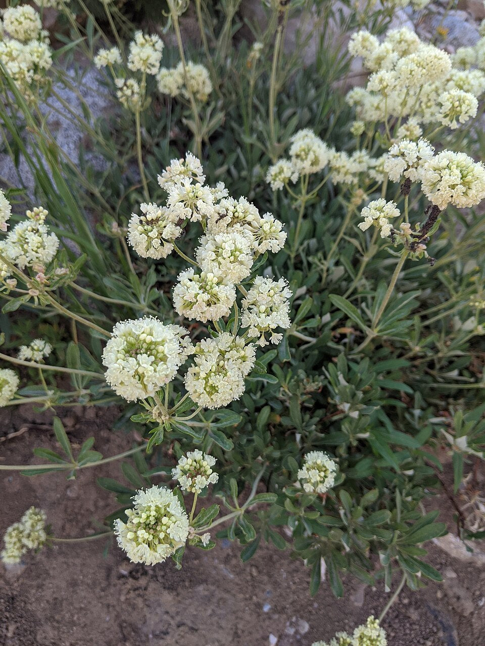 Eriogonum heracleoides Seeds – Parsnipflower Wild Buckwheat, Native Pollinator Perennial, Non-GMO, Drought-Tolerant, 50 Seeds