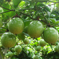 Yellow Passion Fruit Live Plant, Passiflora edulis f. flavicarpa, Starter Vine, Tropical Fruit, Climber, Edible Garden