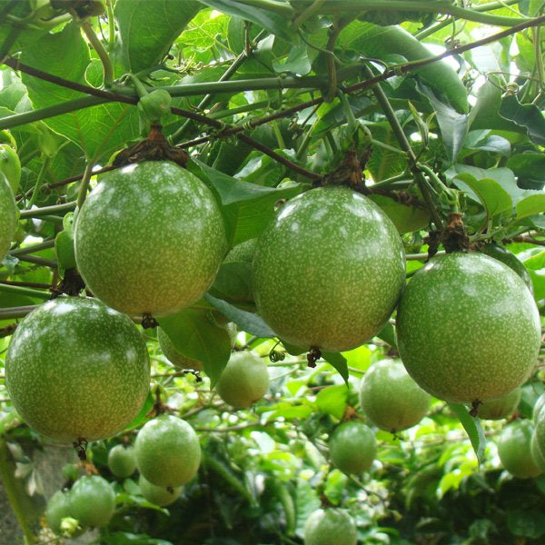 Yellow Passion Fruit Live Plant, Passiflora edulis f. flavicarpa, Starter Vine, Tropical Fruit, Climber, Edible Garden