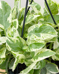 Pearls and Jade Pothos Rooted Live Plant | Variegated Epipremnum aureum | 2-Inch Indoor Vine | Easy Care Houseplant Starter