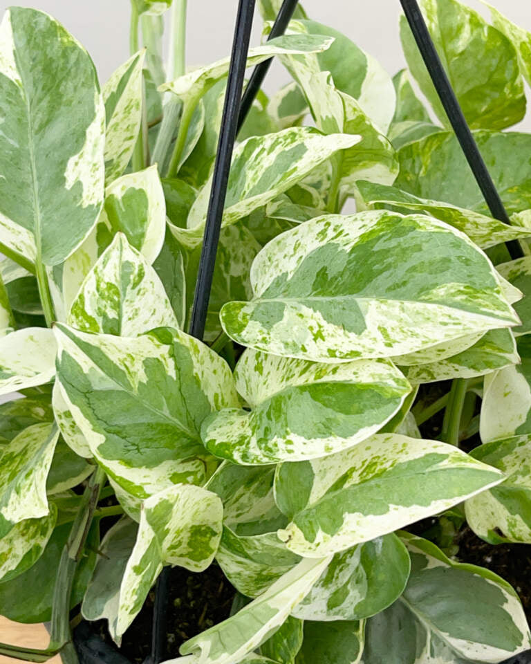Pearls and Jade Pothos Rooted Live Plant | Variegated Epipremnum aureum | 2-Inch Indoor Vine | Easy Care Houseplant Starter