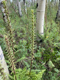 Pedicularis procera Seeds – Giant Lousewort Wildflower, Rare Alpine Perennial, Nitrogen-Fixing, Pollinator-Friendly (100 Seeds)