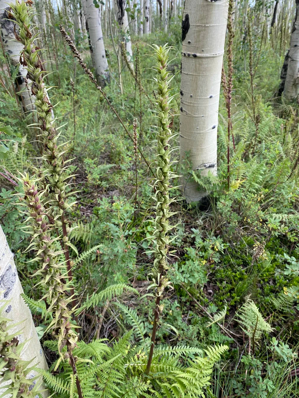 Pedicularis procera Seeds – Giant Lousewort Wildflower, Rare Alpine Perennial, Nitrogen-Fixing, Pollinator-Friendly (100 Seeds)