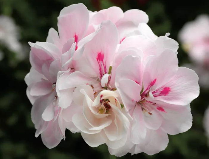 2 Ivy Geranium Cuttings Pelargonium peltatum White Pink Trailing Stems for Hanging Baskets