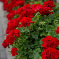 Geranium Double Red Cuttings | 4 Unrooted Pelargonium Starts | Garden Flowers | Non-GMO Pelargonium | Bright Red Blooms