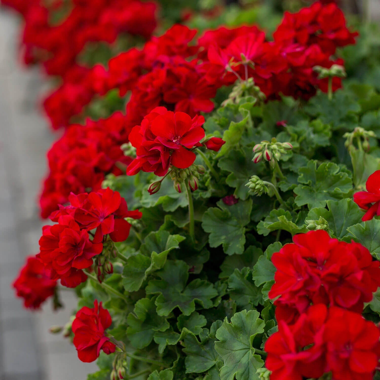 Geranium Double Red Cuttings | 4 Unrooted Pelargonium Starts | Garden Flowers | Non-GMO Pelargonium | Bright Red Blooms