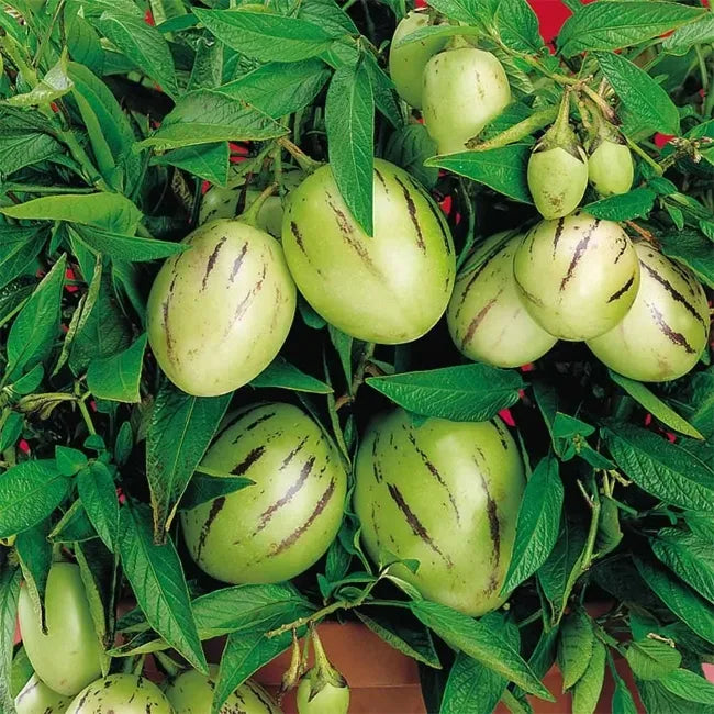 Kendall’s Gold Pepino Melon Cuttings, Unrooted Solanum Muricatum, Rare Golden Variety, Sweet Fruit Plant