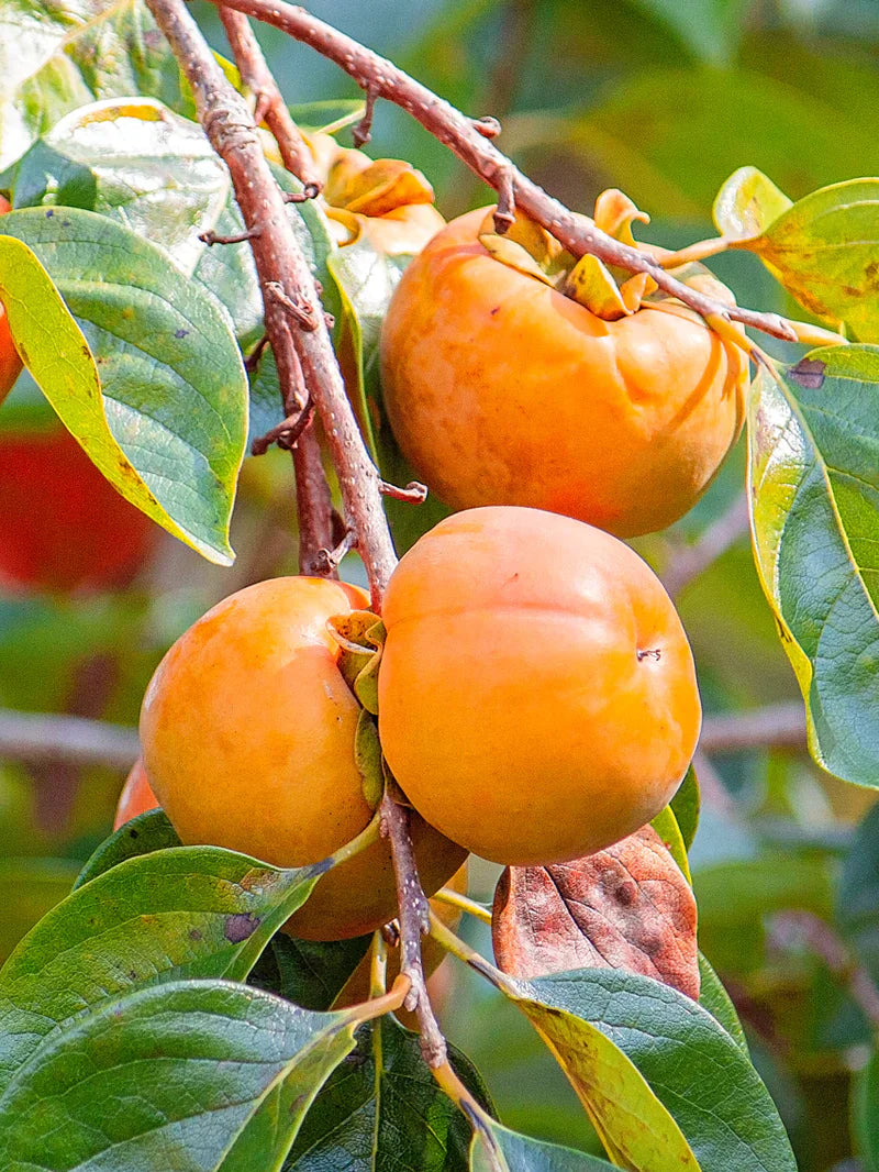 Persimmon Tree Bare Root 1-2 ft Diospyros kaki Edible Fruit Food Forest Cold Hardy Plant