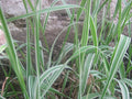 Live Variegated Ribbon Grass Bare Root – Phalaris arundinacea Ornamental Grass for Pond Edges, Ground Cover, Hardy Perennial