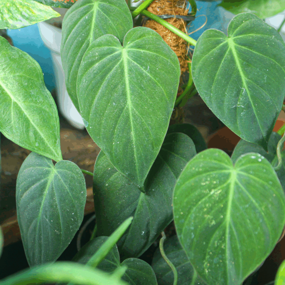 Philodendron Micans Velvet-Leaf Small Rooted Starter Bareroot House Plant