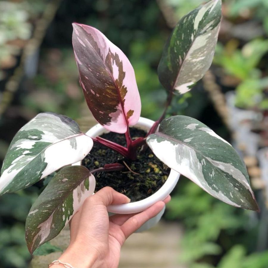 Philodendron ‘Red Anderson Princess’ Live Plant 3–5" Bareroot Rare Variegated Indoor Tropical Houseplant