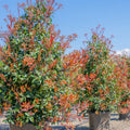Red Tip Photinia Plants Set of 3 – 2-Inch Tall Bare Root Shrubs with Red Foliage, Evergreen Privacy Hedge, Fast Growing Landscape Screening