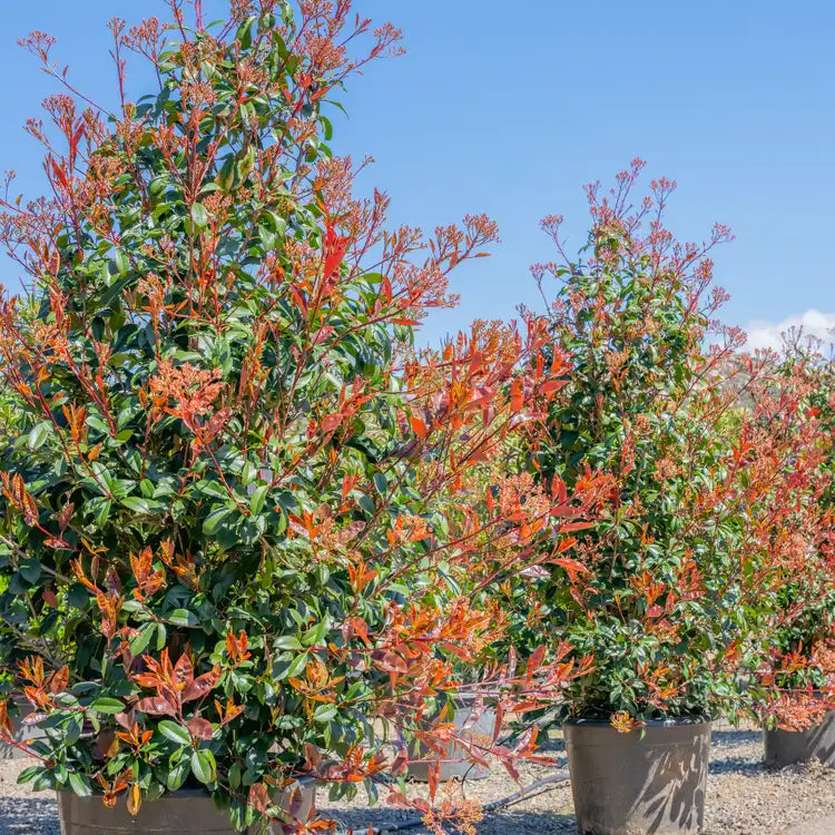 Red Tip Photinia Plants Set of 3 – 2-Inch Tall Bare Root Shrubs with Red Foliage, Evergreen Privacy Hedge, Fast Growing Landscape Screening