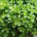 Pilea ‘Tiny Tears’ Rooted Starter Plant – Easy Care Indoor Ground Cover