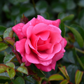 Rare Flower Carpet Pink Rose Cuttings – Unrooted Groundcover Rose for Rooting & Grafting, Rosa ‘Flower Carpet Pink’