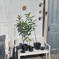 Pink Cattley Guava Tree 20-24" Live Plant, Florida Grown Strawberry Guava, Edible Fruit Tree, Tropical Garden Plant, Guava for Jelly & Syrup