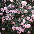 Pink Snow Camellia Sasanqua Starter Plant – Fall-Winter Blooming Evergreen Shrub
