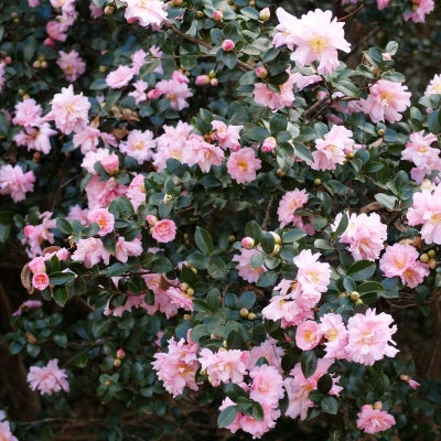 Pink Snow Camellia Sasanqua Starter Plant – Fall-Winter Blooming Evergreen Shrub