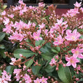 7 Indian Hawthorn Pink Dancer Cuttings – Rhaphiolepis indica 6" Live Stems for Hedges & Landscaping