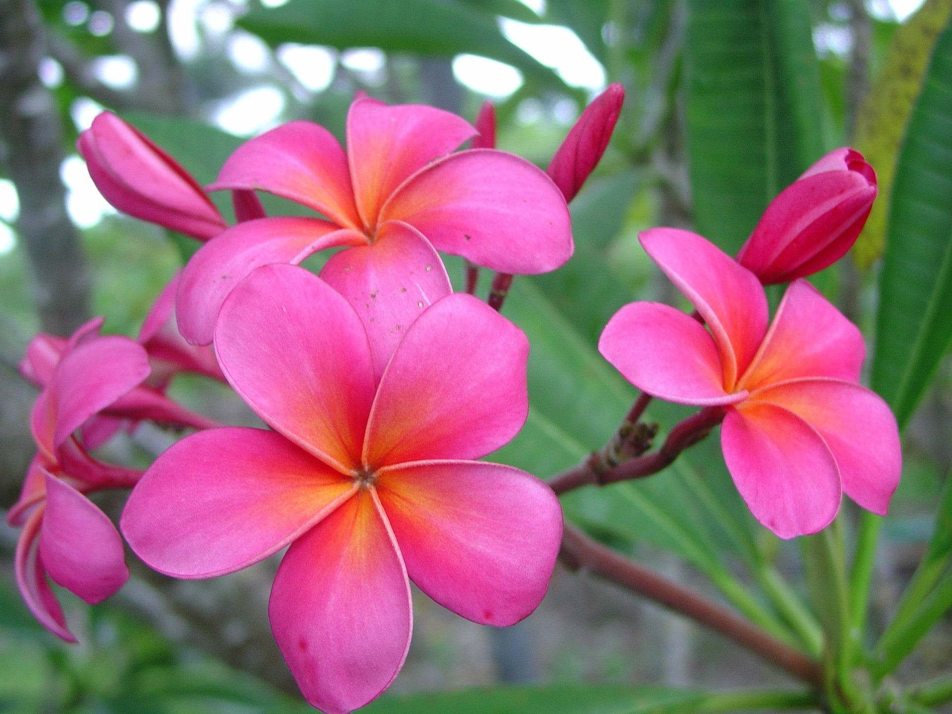 Pink Plumeria Cutting | 10" Double Head Unrooted Starter | Fragrant Tropical Flower Tree
