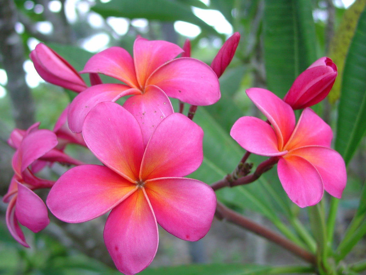 Pink Plumeria Cutting | 10" Double Head Unrooted Starter | Fragrant Tropical Flower Tree