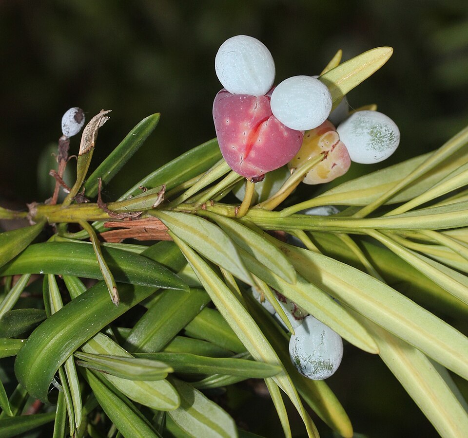 Bare Root Podocarpus Macrophyllus Live Plant – Evergreen Yew, Buddhist Pine, Japanese Yew for Hedges, Privacy Screens, Landscaping