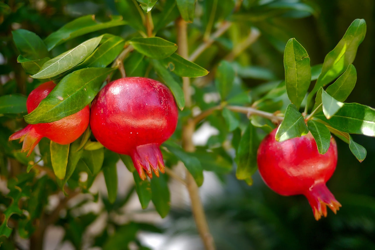 Red Wonderful Pomegranate Cutting – 6–8 Inch Unrooted Propagation, Punica granatum, Sweet Red Fruit