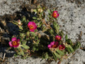 Paraguayan Purslane Live Bare Root Plant – Portulaca amilis Moss Rose Ground Cover with Vibrant Pink Flowers