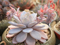 Echeveria laui Rare Powdery Succulent Plant | Live Bare Root 2-3 Inch Silver Blue Rosette