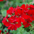 3 Rose Red Ivy Geranium Cuttings | Pelargonium peltatum | Unrooted Live Stems for Hanging Baskets & Garden Pots