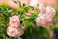 Pink Climbing Rose Cutting - Unrooted 5-8" Fragrant Pink Blooms Heirloom Garden Rose for Trellises & Arbors