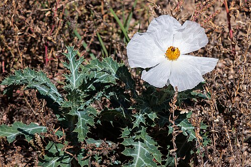 Argemone polyanthemos Seeds – Prickly Poppy Wildflower, Non-GMO, Drought-Tolerant, Sunny Garden Native Plant, 15 Seeds