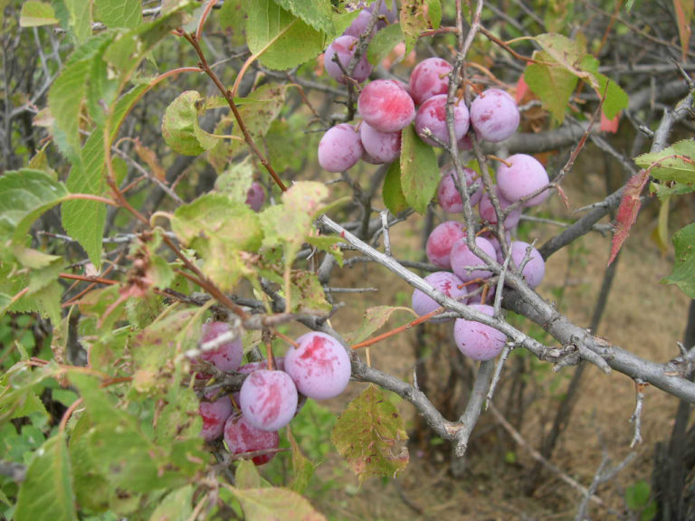 Wild Plum Cuttings (12 Unrooted) – Prunus Americana Native Fruit Tree Starter