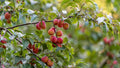 3 Plum Tree Cuttings 6" Unrooted | Hardwood Scions for Grafting & Rooting