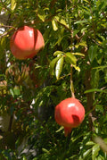 Kashmir Pomegranate Cutting 6-8 Inch Unrooted Punica granatum Hardy Red Fruit Variety for Grafting & Propagation